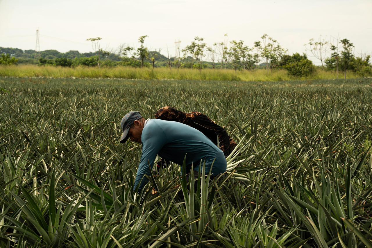 Vegetales frescos en mesa